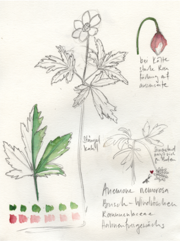 Bild zum Kurs Nature Journaling